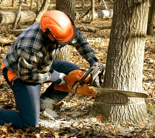 Tree Removal in Westmoreland, KS